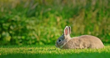 Küçük bir dekoratif tavşan, canlı yeşil bir çimenlikte, yaz gününün sıcak güneşinin altında huzur içinde otluyor. Sahne güneşli bir öğleden sonranın cazibesi ve sükunetini yansıtıyor.