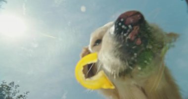 Bir köpek hevesle tatlı dolma biber parçalarını yer ve sahneyi cam bir tabağın altından çeker. Eşsiz perspektif, köpeklerin yemek saatlerine eğlenceli ve yaratıcı bir bakış açısı sunuyor.