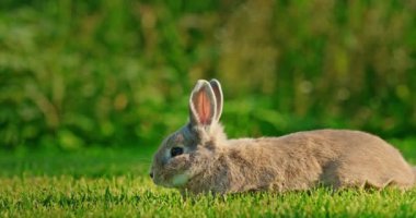 Küçük dekoratif bir tavşan yemyeşil bir çimenlikte otlamayı sever, yaz gününün sıcak güneşinin tadını çıkarır. Barışçıl açık hava manzarası tavşanların tapılası doğasını vurgular, özünü yakalar.