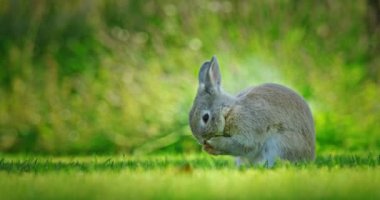 Küçük, dekoratif bir tavşan yemyeşil bir çayırda otururken kendini tımar ediyor. Huzurlu ve resmedilmiş ortam, tapılası anı güçlendirir. Doğal güzelliği ve huzuru yakalar.