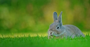 Küçük gri bir tavşan yemyeşil bir çayırda huzur içinde dinleniyor. Huzurlu ortam, kırsal kesimin sükunetini ve doğal güzelliğini yansıtıyor. Tavşanları sakin ve hoşnut kılıyor.
