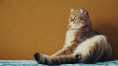 Sevimli bir kızıl kedi kanepenin üzerinde komik bir şekilde oturuyor, uykulu ve şaşırmış görünüyor. Yüksek kalite 4k görüntü