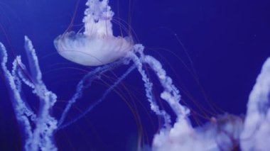 Beautiful jellyfish in blue water, amazing animals.