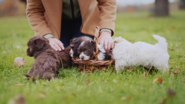Woman in autumn park playing with puppies on lawn.