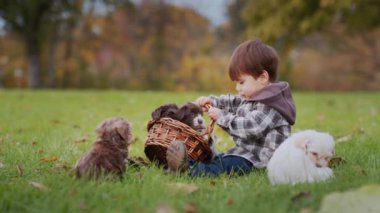 Parkta yavru köpeklerle oynayan Asyalı bir çocuk..