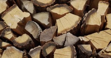 Oak firewood is dried in a woodpile.
