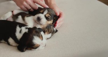 Sahibi iki küçük kör köpek yavrusunu okşar..