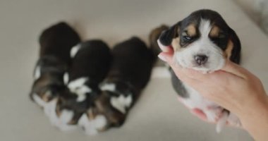 Ev sahibesinin elinde küçük bir köpek yavrusu. Parmakları parlıyor.