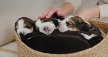 Sahibi iki küçük kör köpek yavrusunu okşar..