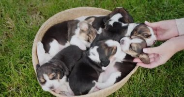 Yavru köpeklerin sahibi sepetin içinde uyuyan hayvanlarına nazikçe dokunur..