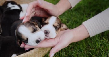 Yavru köpeklerin sahibi sepetin içinde uyuyan hayvanlarına nazikçe dokunur..
