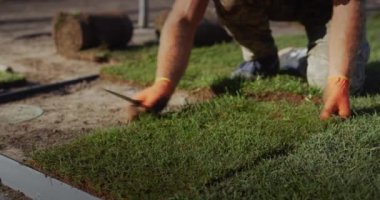 Bir grup işçi evin bahçesine yuvarlanmış bir çim seriyor..