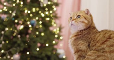 Yeni yıl ağacının yanında sevimli kırmızı kedi.