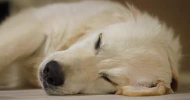 Golden retriever masanın yanındaki mutfak zemininde uyukluyor..