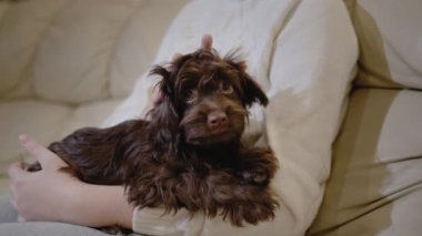 Çocuk kanepede dinleniyor, kollarında sevimli kahverengi bir köpek yavrusu tutuyor..