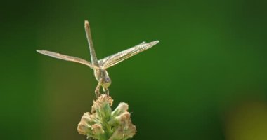 Narin ve zarif bir yusufçuk canlı bir çiçeğin üzerine inmeden önce kısa bir süre havada kalır. Şeffaf kanatları ışıkta pırıl pırıl parlıyor, büyüleyici görüntüsünü artırıyor. Sahne zarafeti vurguluyor