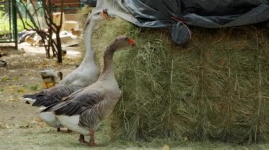 Bir çift kaz samanlıkta gagalıyor, kırsal hayatın basitliğini ve kuş çiftliği kavramını gözler önüne seriyor.. 