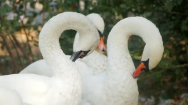 Bir çift şirin kuğu suyun üzerinde dinlenirken tüylerini kabartıyor. Yüksek kalite 4k görüntü