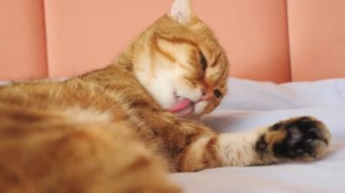 Şirin bir turuncu kedi yatakta uzanıyor, nazikçe patilerini temizliyor.. 