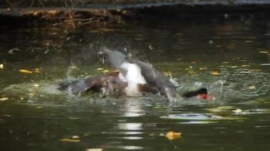 Bir Muscovy ördeği eğlenceli bir şekilde gölde yıkanır, kuyruğunu sallar ve kafasını yıkar. İnanılmaz vahşi hayvanlar. Yüksek kalite 4k görüntü