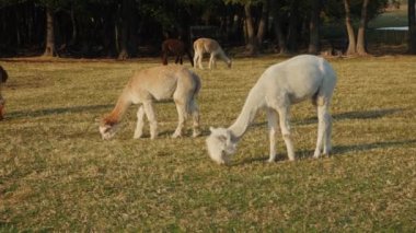Güneşli bir günde sarı sonbahar çimlerinde otlayan küçük bir alpaka grubu..