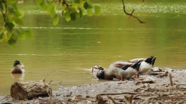 İki büyük, güzel drake göl kıyısında yiyecek ararken, bazı ördekler yakınlarda yüzüyor. Büyüleyici vahşi yaşam anları. Yüksek kalite 4k görüntü