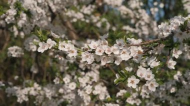 Rüzgarla sallanan, rüzgarda dans eden bir kiraz çiçeği.