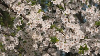 Kiraz çiçeği dalları rüzgarda sallanıyor.