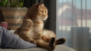 Açık kahverengi tekir bir kedinin sıcak bir sahnesinde yatağın üzerinde dikilip dikkatlice pencereden dışarı bakarken. Güneş ışığı yumuşak kürkünü aydınlatarak huzurlu ve huzurlu bir atmosfer yaratıyor. Yüksek kalite