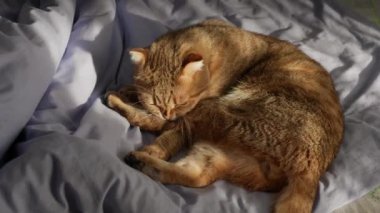 Tatlı bir kızıl kedi, sabah güneşiyle yıkanmış bir yatakta yatarken kendini dikkatlice yalıyor. Yüksek kalite 4k görüntü