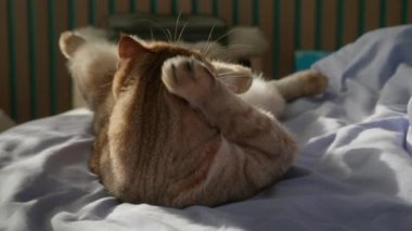 Tüylü kızıl bir kedi, sabahları güneşli bir yatakta uzanırken kendini dikkatlice tımar ediyor..