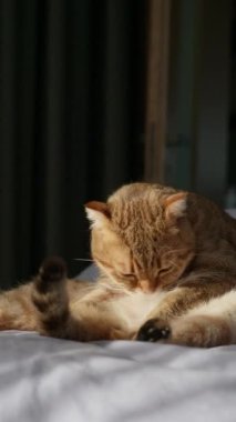 Şirin bir tekir kedi, sabah güneşiyle aydınlatılmış bir yatakta otururken kendini dikkatlice yalıyor. Yüksek kalite 4k görüntü
