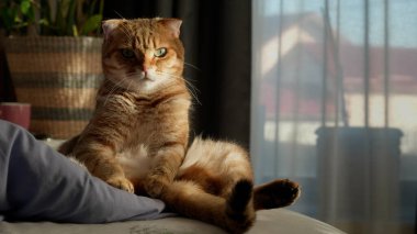 Bir tekir kedi, bir yatakta dik oturur, doğrudan kameraya bakar, sıcak güneş ışığıyla yıkanır..