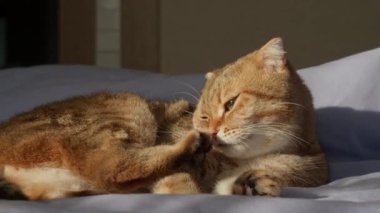 Kızıl bir kedi patilerini ve pençelerini dikkatlice temizliyor, sanki pedikür yapıyormuş gibi. Komik bir hayvan videosu. Yüksek kalite 4k görüntü