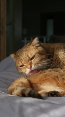 Tatlı bir kızıl kedi yatakta yatarken kürkünü dikkatlice temizler. Dikey video.