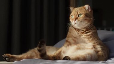 Komik bir kızıl kedi, bir yatakta dik oturuyor, sabah güneşinde banyo yapıyor, kürkünü temizlemeye başlıyor. Sevimli bir hayvan videosu. Yüksek kalite 4k görüntü