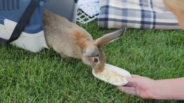 Sahibi bir tavşanı bir kase yiyecekle kafesinden çıkarmaya çalışır, ama tavşan reddeder ve kafese geri döner. Komik bir hayvan videosu. Yüksek kalite 4k görüntü