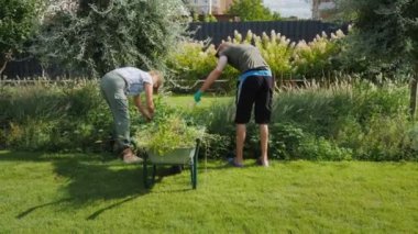 Bir adam ve bir kadın bahçede yabani otları çekiyor, onları bir el arabasının içine koyuyorlar, Golden Retriever 'ları yakınlarda koşuyor, arka bahçe düzenlemeleriyle meşgul. Yüksek kalite 4k görüntü
