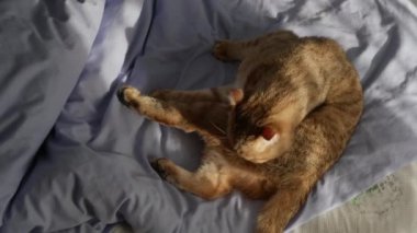 Şirin bir kedi sabah güneşinde bir yatakta otururken kendini dikkatlice yıkıyor..