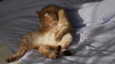 Komik bir kedi sırtüstü yatar, sabahın köründe kürkünü temizler, pencereden içeri süzülür.. 