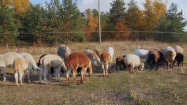 Alpakalar, keçiler ve koyunlar da dahil olmak üzere bir çiftlikteki bir grup hayvan, arka planda güzel bir sonbahar ormanıyla çit boyunca geziniyorlar. Yüksek kalite 4k görüntü