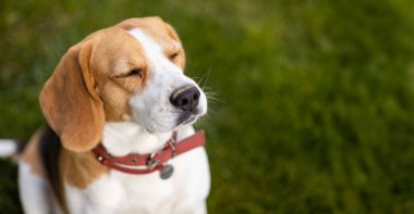 Yeşil çimenlikte oturan kırmızı yakalı bir av köpeği. Gözleri dingin ve rahat bir ifadeyle kapalı. Yüksek kalite fotoğraf
