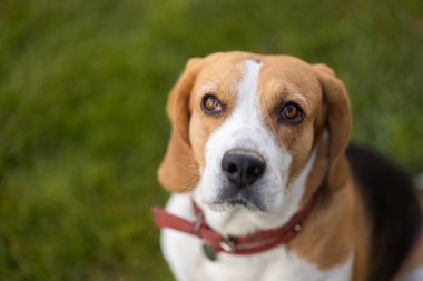 Yeşil çimenli arka planda oturan kahverengi gözlü ve kırmızı yakalı bir av köpeğinin yakın çekimi. Yüksek kalite fotoğraf