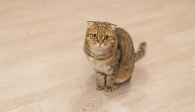 Çekici bir turuncu tekir kedi rahat bir battaniyenin üzerinde uzanır, düşünceli bir şekilde uzaktan bakar, sıcak ve huzurlu bir atmosfer yaratır. Yüksek kalite fotoğraf