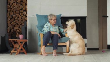 Sevimli Golden Retriever, yaşlı bir kadının kucağına tırmanıyor. Dokunaklı bir arkadaşlık anında yavru köpek günlerini hatırlıyor. Yüksek kalite 4k görüntü