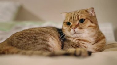 Sıcak bir yatak odasında yumuşak battaniyeler ve yastıklarla rahat bir yatakta dinlenen sevimli bir İskoç Katlanır kedisi.