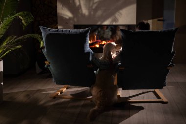 Two people sitting in armchairs near a glowing fireplace, with a Golden Retriever leaning affectionately on one of them, enjoying a tranquil evening. High quality photo clipart