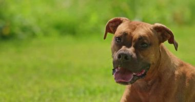 Yeşil çimlerde güneşli bir günün tadını çıkaran, dili açık neşeli bir Alman boksör köpeğinin yakın çekimi. Köpekler mutlu bir ifade ve çevrenin neşeli bir kişiliğe sahip olduğunu gösteriyor. Yüksek kalite