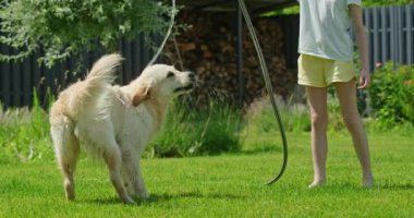 Golden Retriever, güneşli bir arka bahçedeki hortumdan su içerek eğlenceli bir anın tadını çıkarıyor. Köpek canlı ve mutlu görünüyor, yeşillik ve canlı yaz titreşimleriyle çevrili. Yüksek kalite 4k görüntü