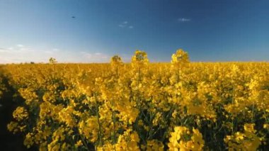 Parlak mavi bir gökyüzü altında neşeyle açan parlak sarı çiçeklerden oluşan nefes kesici bir tarla. Doğa teması için mükemmel.